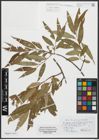 Foto von Salix russelliana Sm.